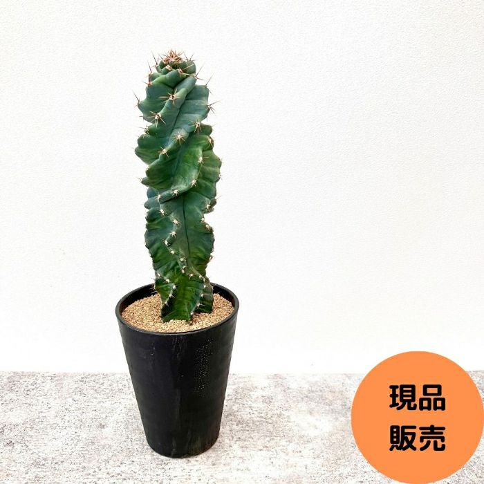 観葉植物現品販売