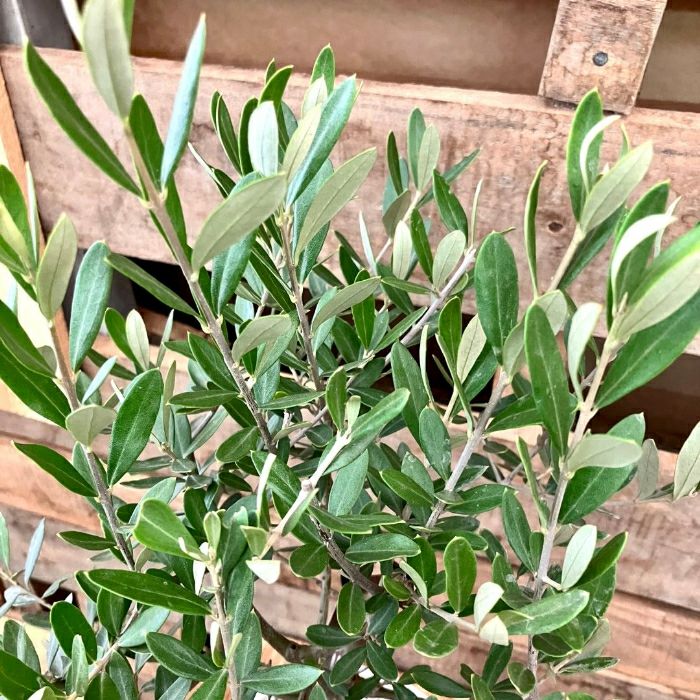 観葉植物現品販売