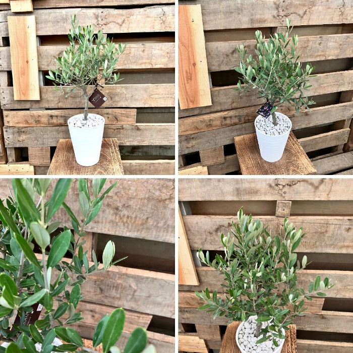 観葉植物現品販売