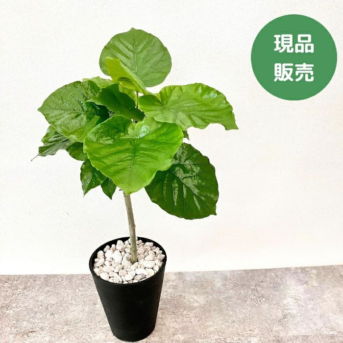 観葉植物現品販売