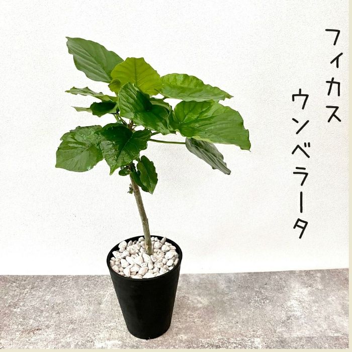 観葉植物現品販売