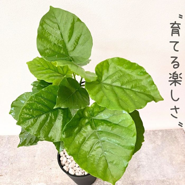 観葉植物現品販売
