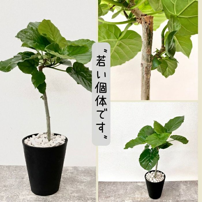 観葉植物現品販売