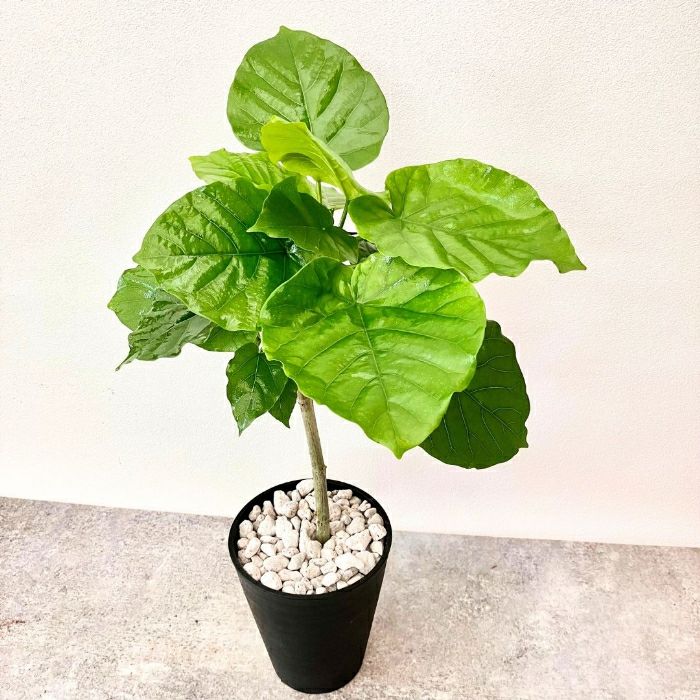 観葉植物現品販売