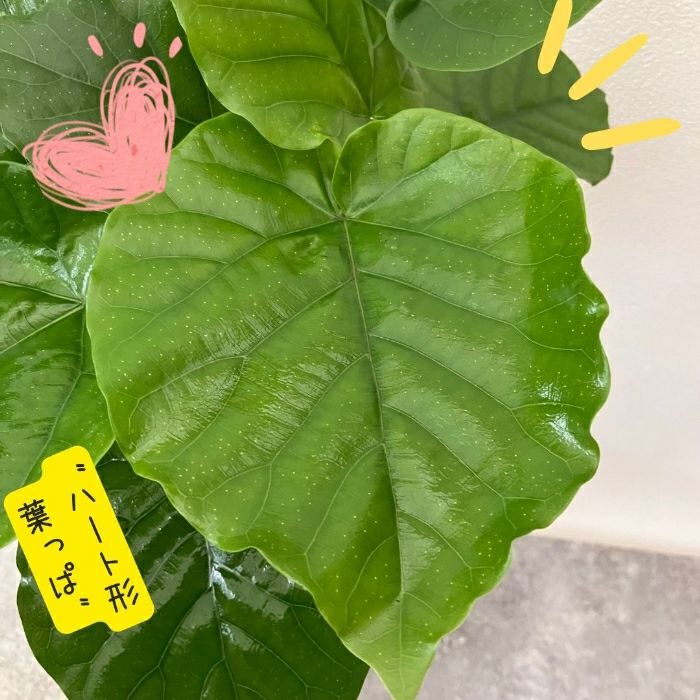 観葉植物現品販売