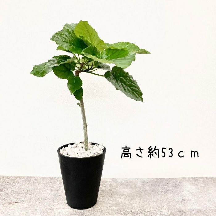 観葉植物現品販売
