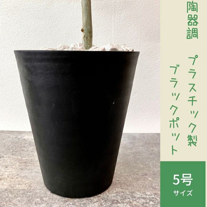 観葉植物現品販売
