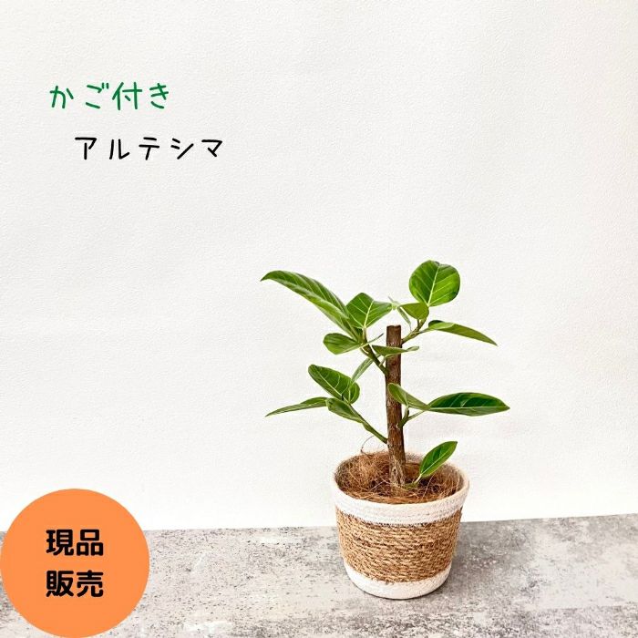 観葉植物現品販売