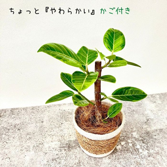 観葉植物現品販売