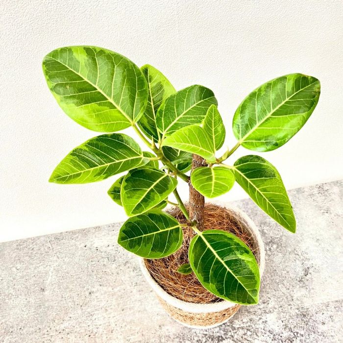 観葉植物現品販売