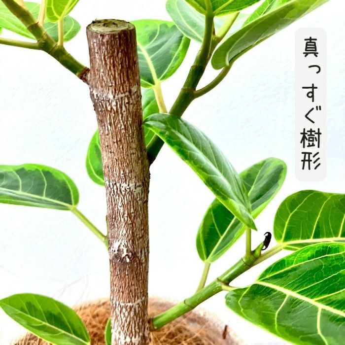 観葉植物現品販売