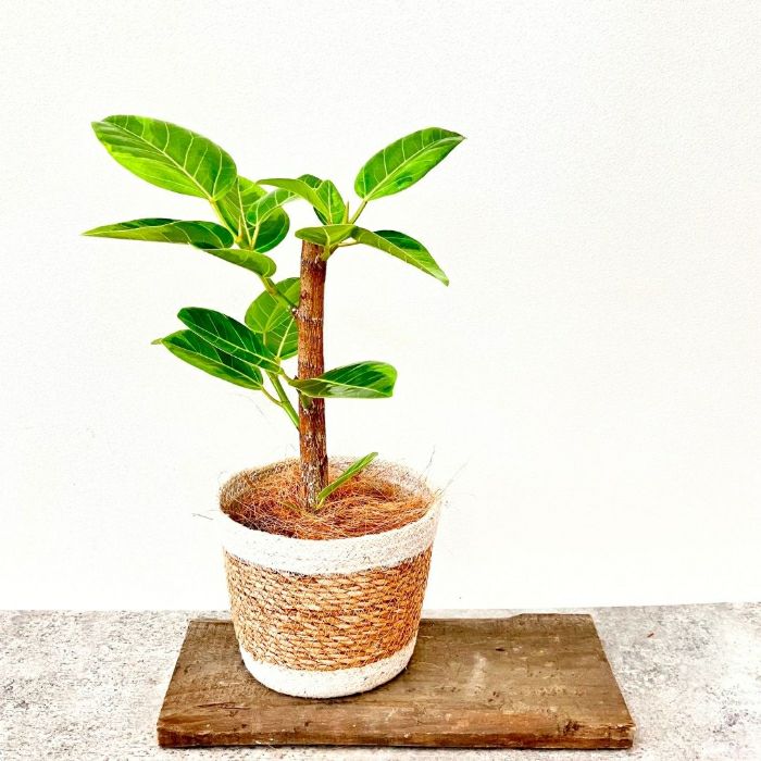 観葉植物現品販売