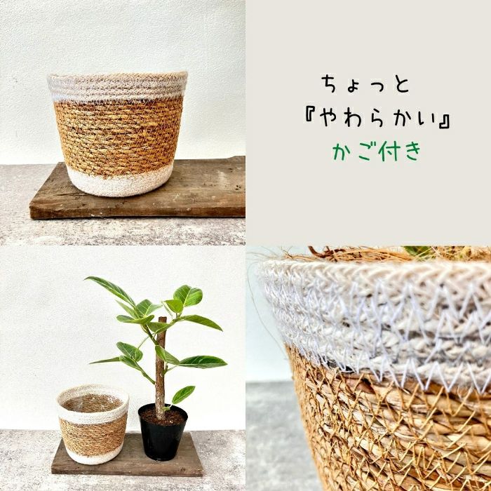 観葉植物現品販売
