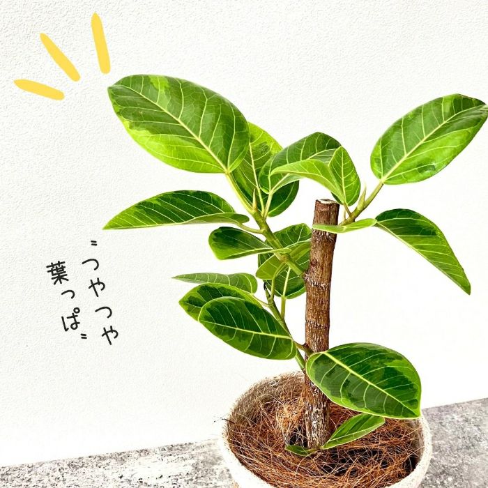 観葉植物現品販売