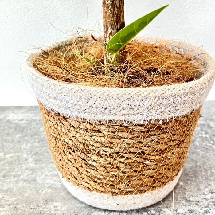 観葉植物現品販売