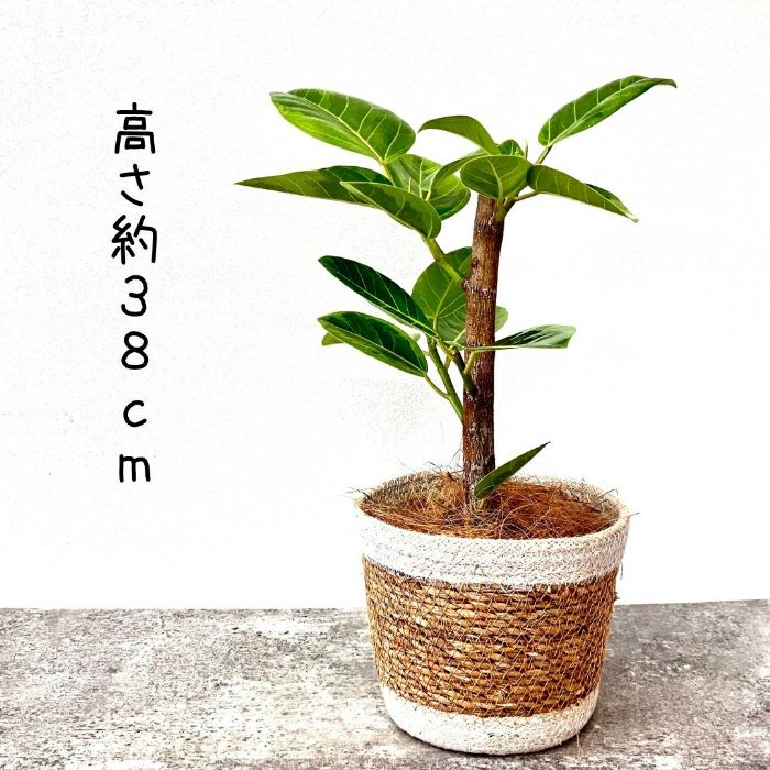 観葉植物現品販売