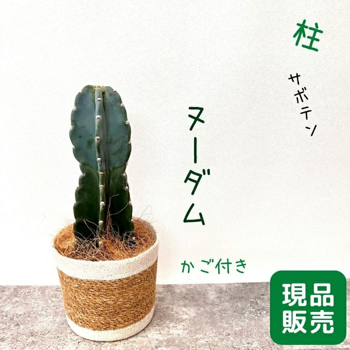 観葉植物現品販売