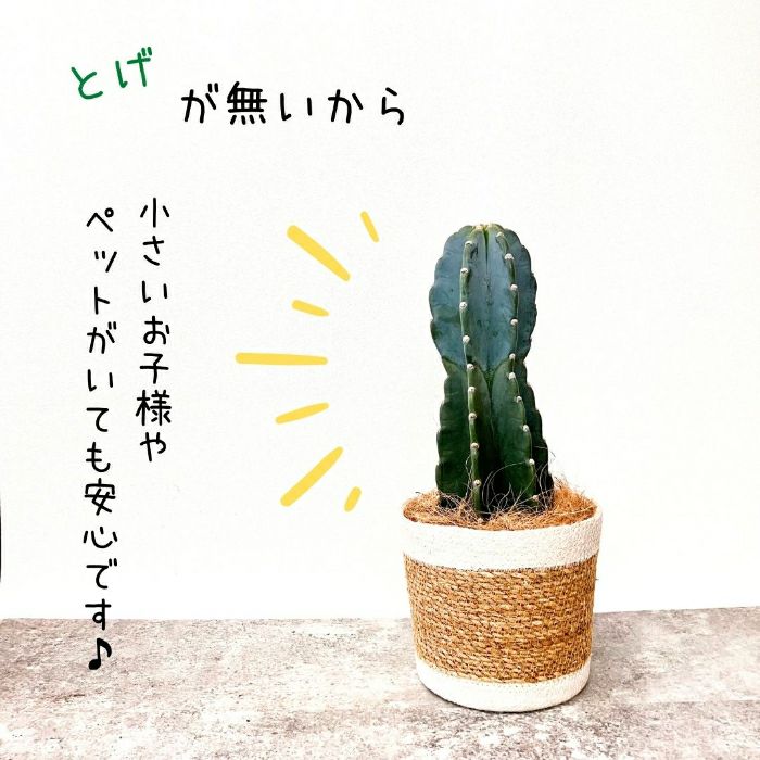 観葉植物現品販売