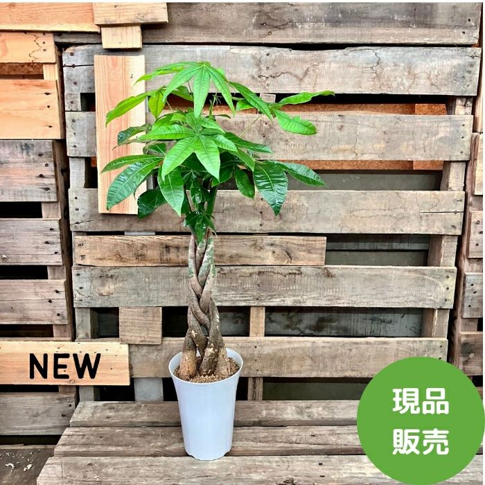 観葉植物現品販売