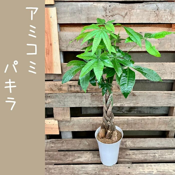 観葉植物現品販売