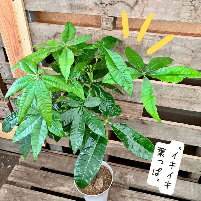 観葉植物現品販売