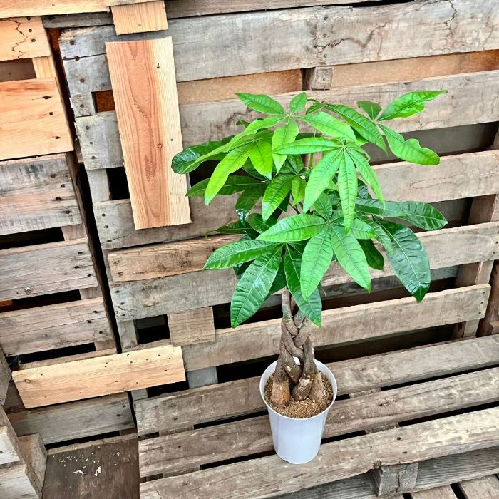 観葉植物現品販売