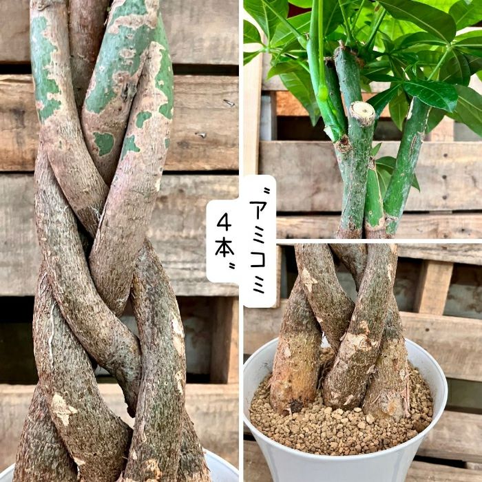 観葉植物現品販売