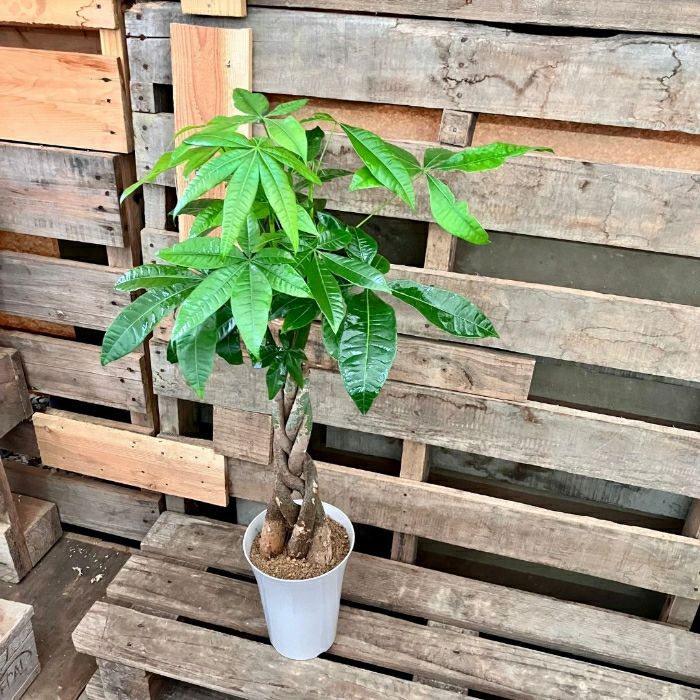 観葉植物現品販売