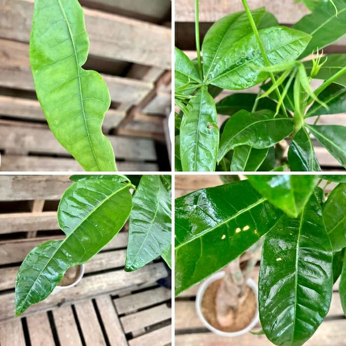 観葉植物現品販売