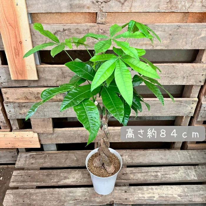 観葉植物現品販売