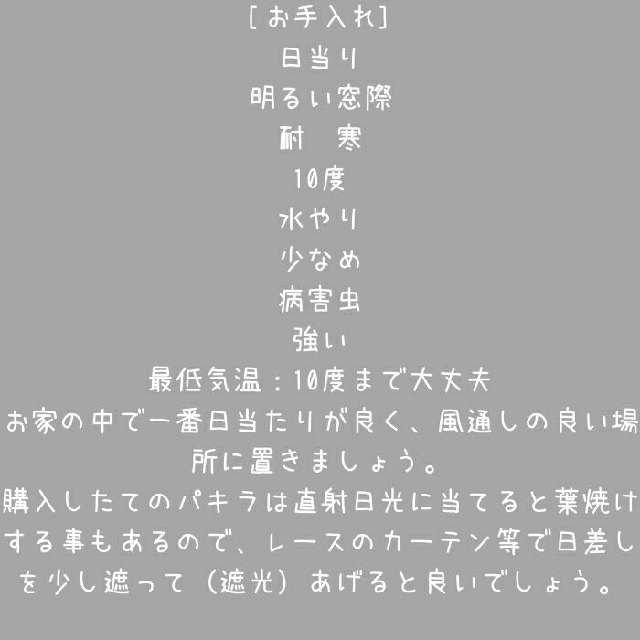 観葉植物現品販売