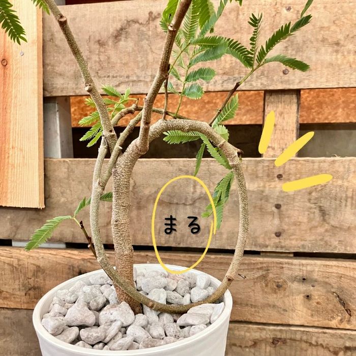 観葉植物現品販売