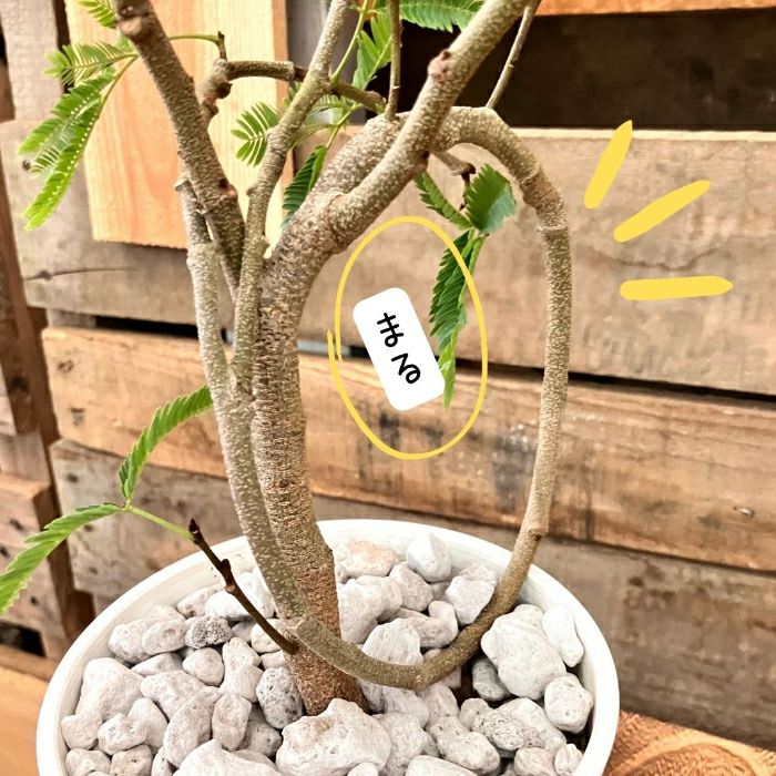 観葉植物現品販売