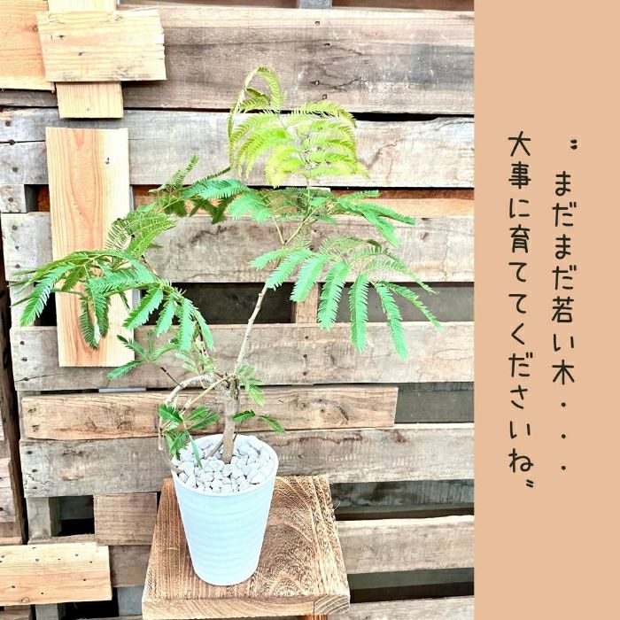 観葉植物現品販売