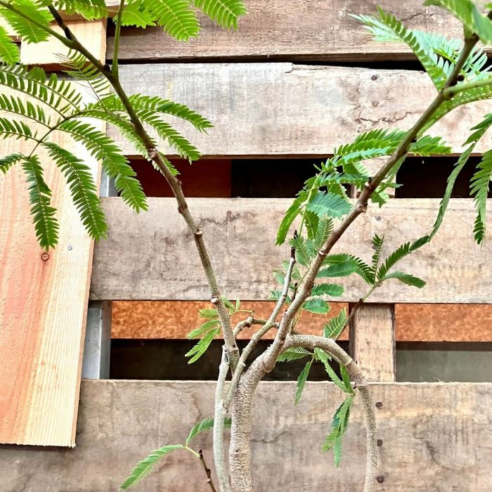 観葉植物現品販売