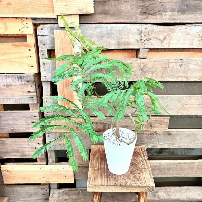 観葉植物現品販売