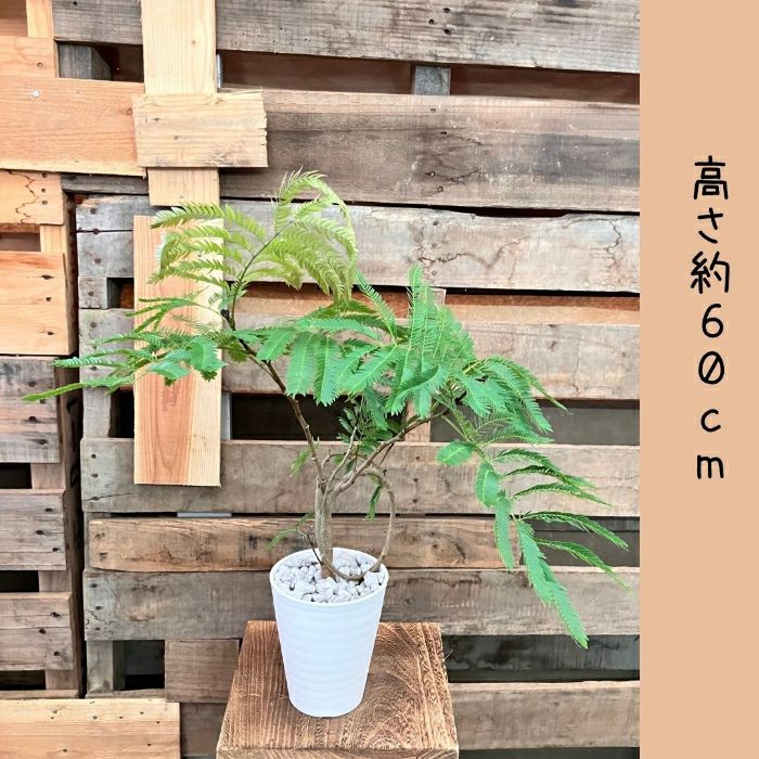 観葉植物現品販売