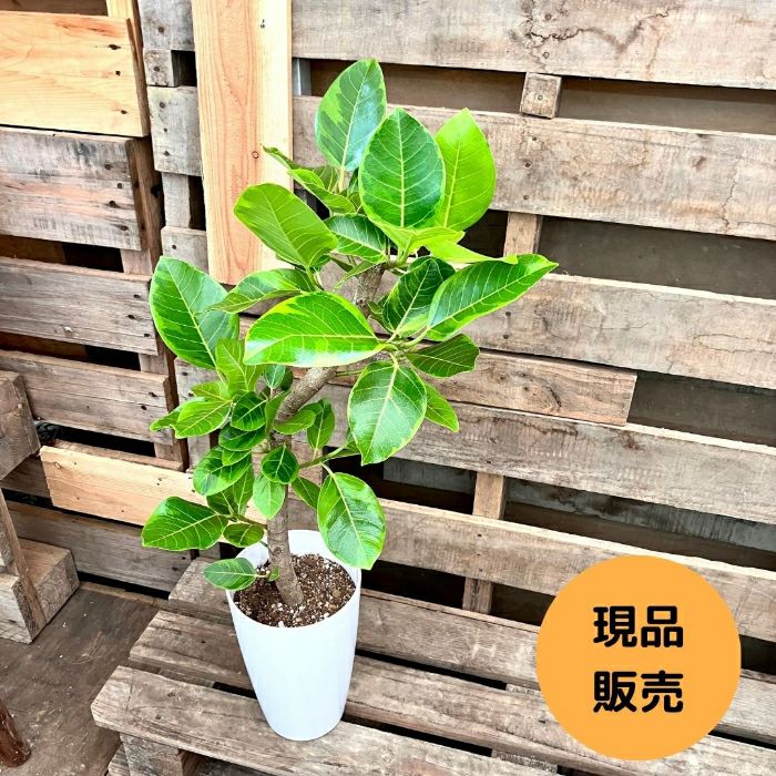 観葉植物現品販売