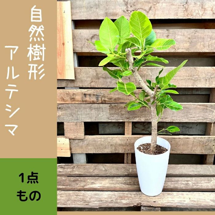 観葉植物現品販売