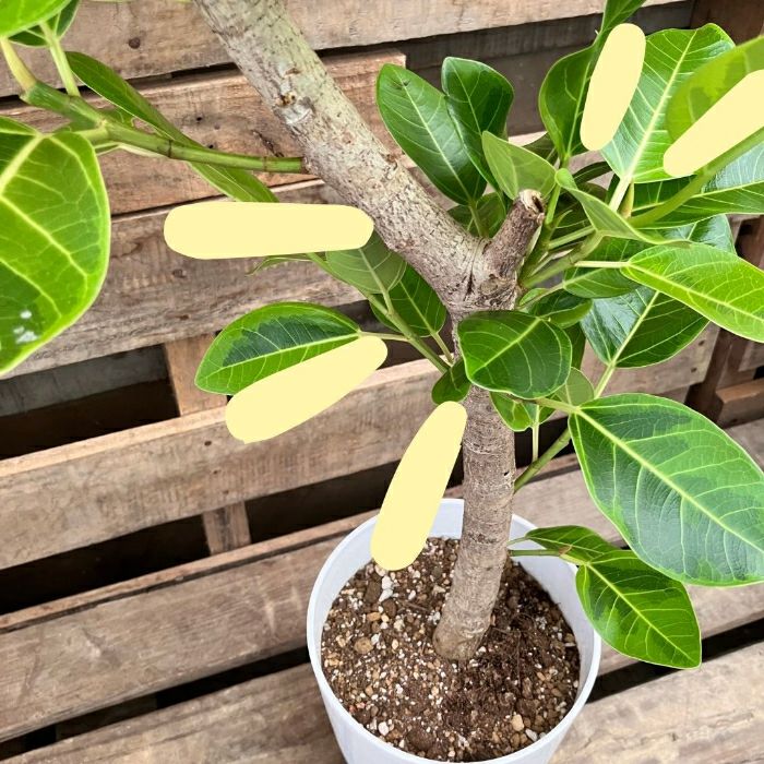 観葉植物現品販売