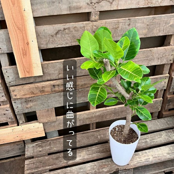 観葉植物現品販売