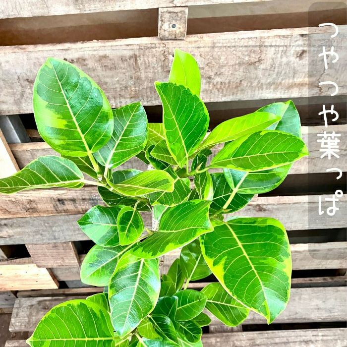 観葉植物現品販売