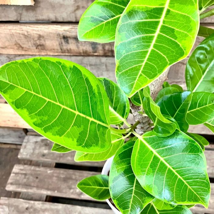 観葉植物現品販売