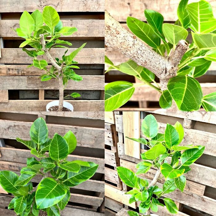 観葉植物現品販売