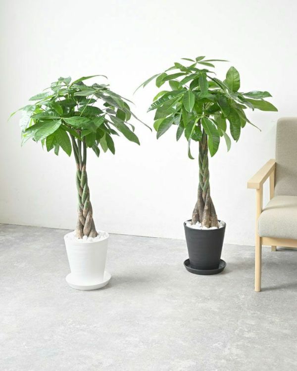 【さーぴ⚠青森県】おしゃれで人気のグリーン♪パキラ鉢植え 朴タイプ10号鉢 Amazon.co.jp: パキラ 10号（1尺鉢） ずんぐり幹に、手を広げた