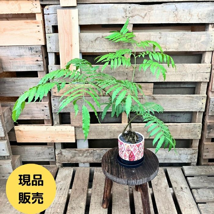 観葉植物現品販売