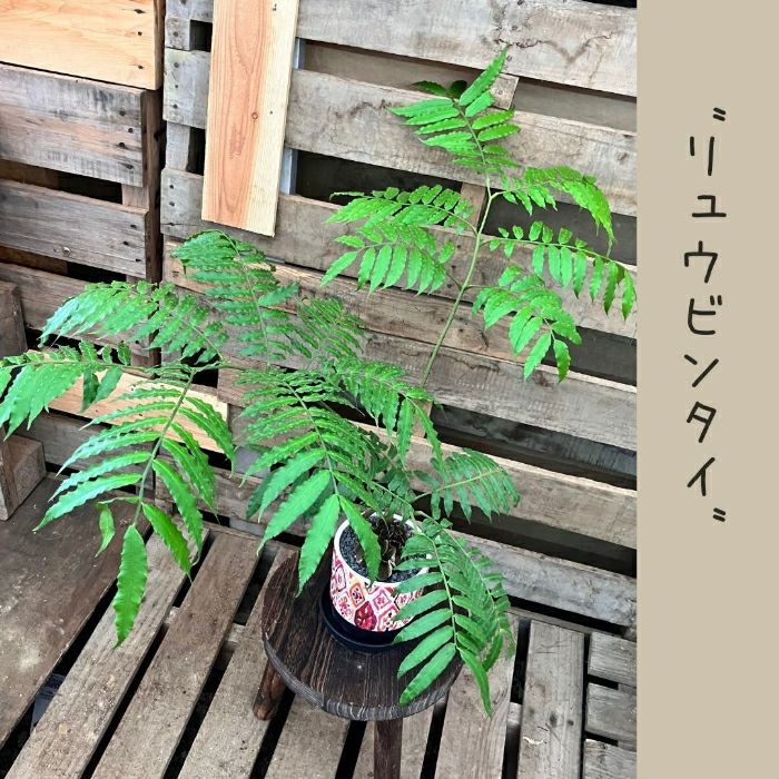 観葉植物現品販売