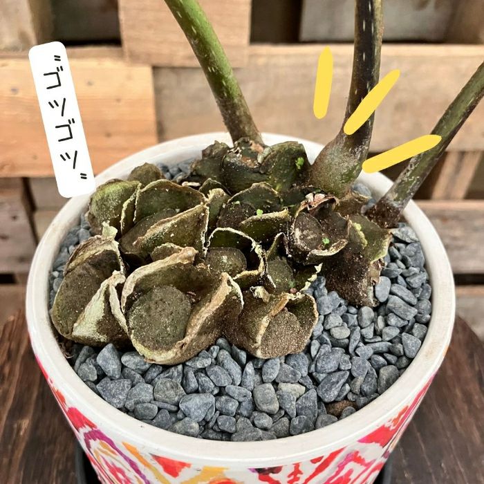 観葉植物現品販売