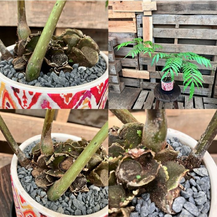 観葉植物現品販売