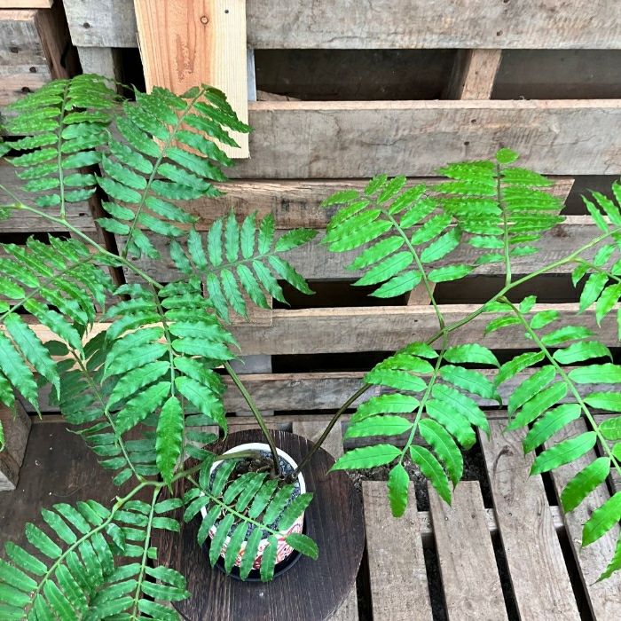 観葉植物現品販売